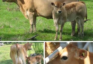 Опис и карактеристике Јерсеи пасмине крава, предности и недостаци говеда