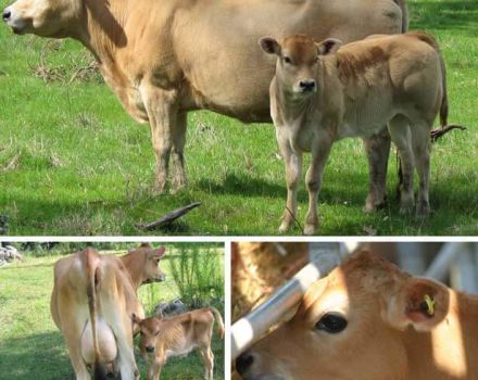Beskrivning och egenskaper hos Jersey-rasen av kor, för- och nackdelarna med nötkreatur