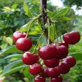 Vyšnių veislės „Vechernyaya Zarya“ aprašymas ir ypatybės, istorija ir auginimo taisyklės