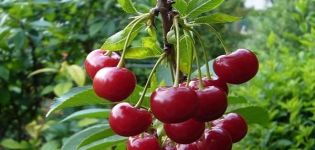 Vyšnių veislės „Vechernyaya Zarya“ aprašymas ir ypatybės, istorija ir auginimo taisyklės
