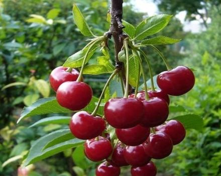 Descripción y características de la variedad de cereza Vechernyaya Zarya, historia y reglas de cultivo.