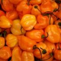 Značajke i tajne uzgoja Habanero paprike kod kuće