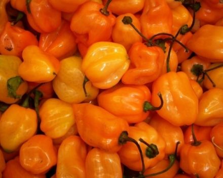Funktioner och hemligheter för att odla Habanero-peppar hemma
