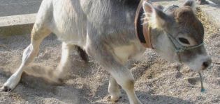 Sintomi e diagnosi del rachitismo nei vitelli, trattamento e prevenzione