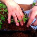 De technologie van de Chinese methode om tomatenzaailingen te kweken