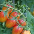 Pomidorų veislės aprašymas Drovus skaistalai, auginimo ir priežiūros ypatybės