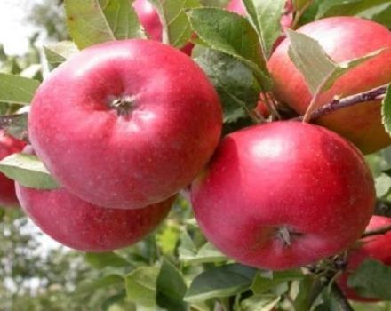 Beskrivelse af Enterprise æblevariant og udbytte, voksende regioner og vinterhårdhed