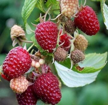 Descriptions of the best varieties of thornless raspberries, planting and care