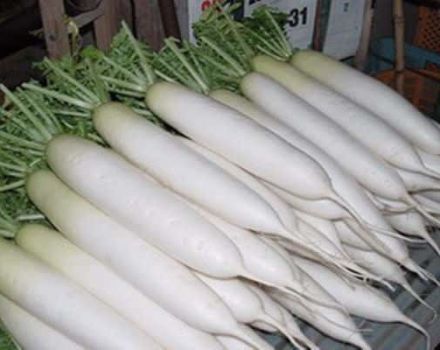 Description of the Daikon Minovashi variety, features of cultivation and care