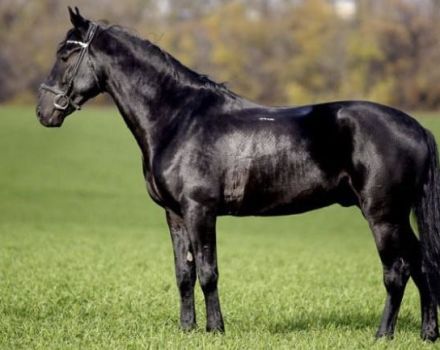 Opis i karakteristike kabardske pasmine konja i pravila održavanja