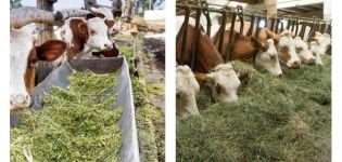 2 types of cattle feeding, what food is needed and how to choose calves