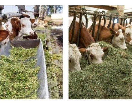 2 τύποι διατροφής βοοειδών, ποια τροφή χρειάζονται και πώς να επιλέξετε μοσχάρια