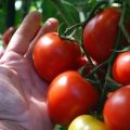 Ciri-ciri dan penerangan jenis tomato masak yang sangat awal untuk tumbuh di ladang terbuka atau rumah hijau
