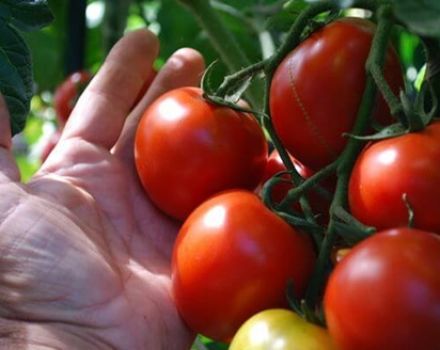 Charakteristiky a opis odrôd paradajok, ktoré sa dozrievajú v skorom štádiu dozrievania, na pestovaní na otvorenom poli alebo v skleníku