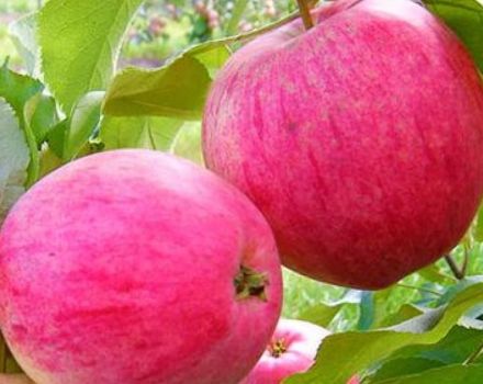 Beschrijving van de variëteit aan appelbomen Roze vulling (Robin), voor- en nadelen, teelt