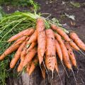 Was tun, wenn keine Karotten aufgetaucht sind, wie die Keimung schnell beschleunigt werden kann?