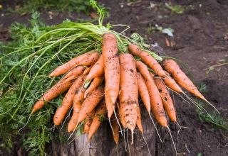 Какво да направите, ако морковите не са поникнали, как бързо да ускорите покълването
