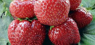 Beskrivning av Vima Tarda jordgubbar, plantering och skötsel, odling och reproduktion