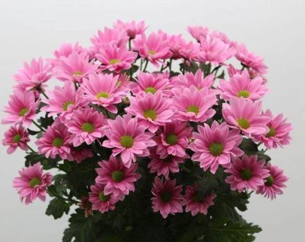 Description and types of chrysanthemum Bacardi, planting and care recommendations