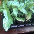 Waarom zijn de peperblaadjes wit geworden na het planten in de volle grond of kas en wat te doen?