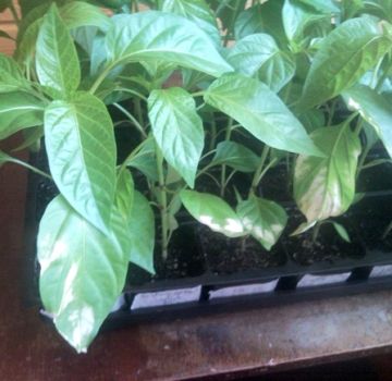 Why did the pepper leaves turn white after planting in the ground or greenhouse and what to do
