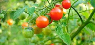 Opis odrody paradajok Bon Appetite, vlastnosti pestovania a starostlivosti