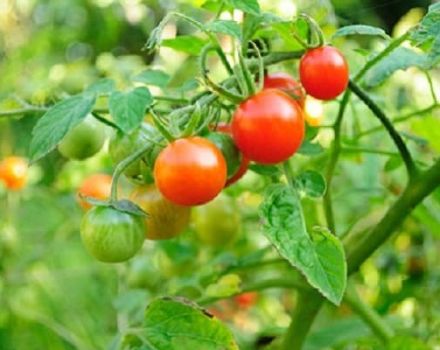Beschrijving van de tomatenvariëteit Bon Appetit, kenmerken van teelt en verzorging