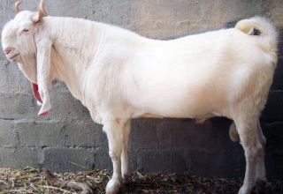 Popis a charakteristika koz z plemene Gulaby, pravidla pro jejich chov