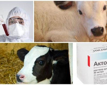 Istruzioni per emoderivato deproteinizzato di sangue di vitello e analoghi