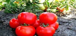 Beskrivning av tomatsorten Shasta, växer och tar hand om växten
