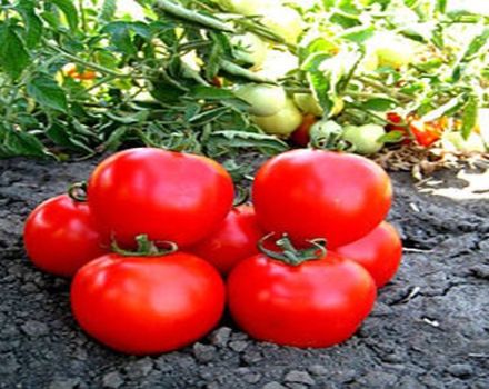 Opis odrody paradajok Shasta, pestovania a starostlivosti o rastlinu