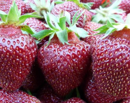 Beskrivning och egenskaper hos jordgubbssorten Ruby hänge, plantering och skötsel