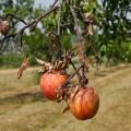 Varför torkar enskilda grenar på ett äppelträd och vad man ska göra för att läka trädet