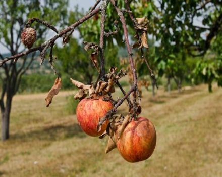 Per què s’assequen les branques individuals en una poma i què cal fer per curar-lo