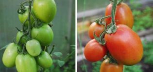 Opis odrody paradajok Ruská ríša a jej vlastnosti