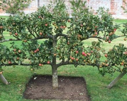 Beschrijving en kenmerken van de kruipende appelboom, plant- en verzorgingskenmerken