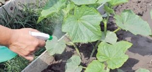 Böcek ilacı Vertimek'in zararlı böceklerden salatalık kullanımı için talimatlar