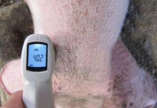 Kiaulių karščiavimo dažnis ir priežastys, kaip išmatuoti ir kaip gydyti