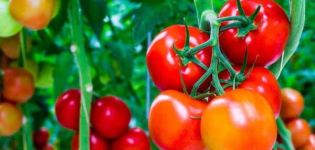 Beskrivning av tomatsorten sammetsäsong, dess egenskaper och produktivitet