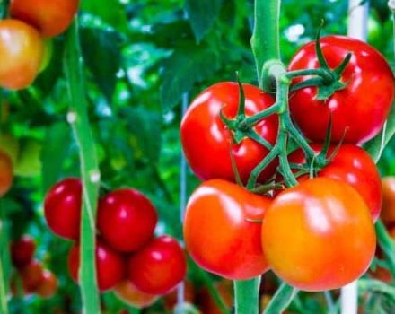Beskrivning av tomatsorten sammetsäsong, dess egenskaper och produktivitet