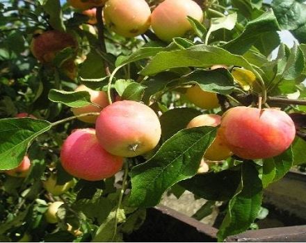Aprašymas ir savybės obelų veislės Zavetnoye, sodinimo, auginimo ir priežiūros
