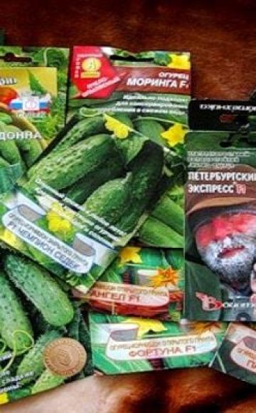 Description of the best cucumber seeds and rating of the most productive varieties for 2020