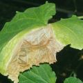Varför torkar kanterna på gurkornas blad och vad man ska göra