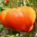Egenskaper och beskrivning av tomatsorten Pride of Sibirien