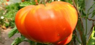 Χαρακτηριστικά και περιγραφή της ποικιλίας ντομάτας Υπερηφάνεια της Σιβηρίας
