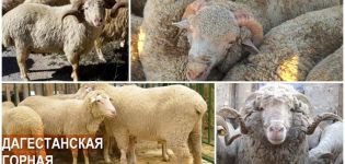 Popis a charakteristika plemene ovcí Dagestan, výživy a chovu