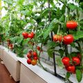 Overview of ampel tomato varieties and the subtleties of their cultivation