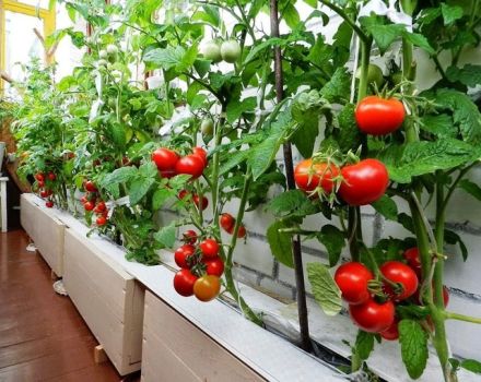Überblick über Ampel-Tomatensorten und die Feinheiten ihres Anbaus