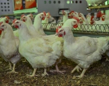 คำอธิบายของไก่เนื้อของสายพันธุ์ Arbor Aykres และกฎการบำรุงรักษา