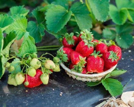 Lijst met de beste fungiciden voor de behandeling van aardbeien en aardbeien